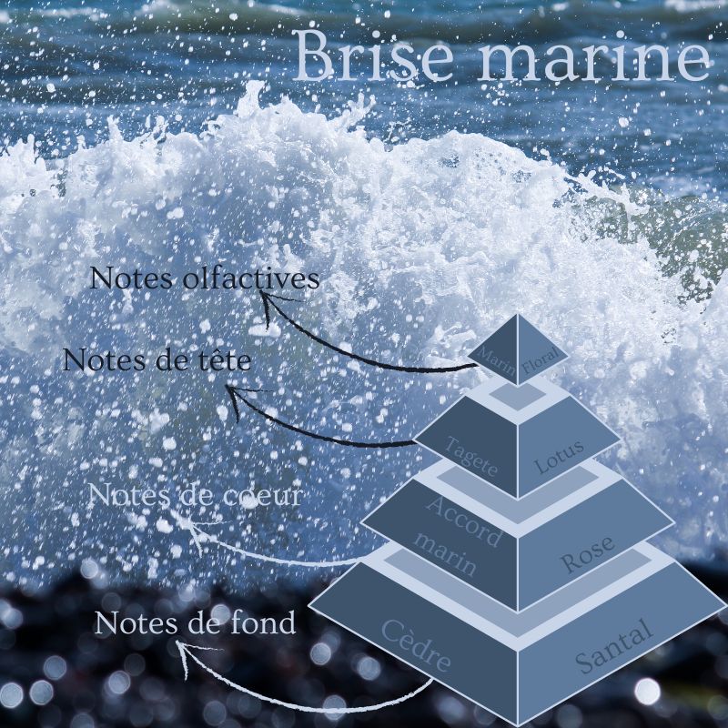 Pyramide olfactive de la bougie parfumée Brise marine.