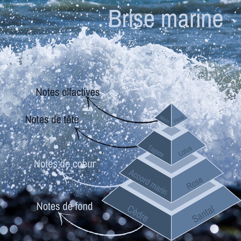 Pyramide olfactive du fondant parfumé Brise Marine.