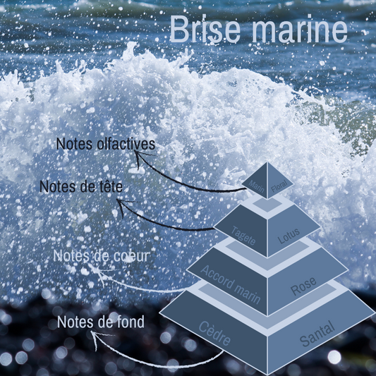 Pyramide olfactive du fondant parfumé Brise Marine.