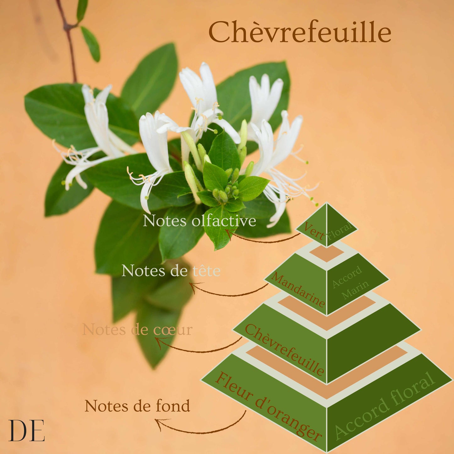 Pyramide olfactive de la bougie parfumée Chèvrefeuille.