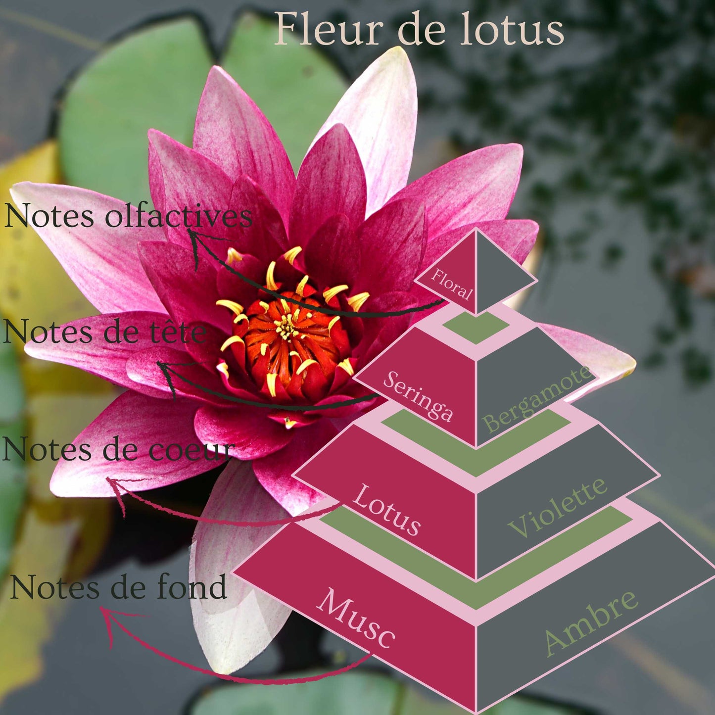 Pyramide olfactive de la bougie parfumée Fleur de lotus.