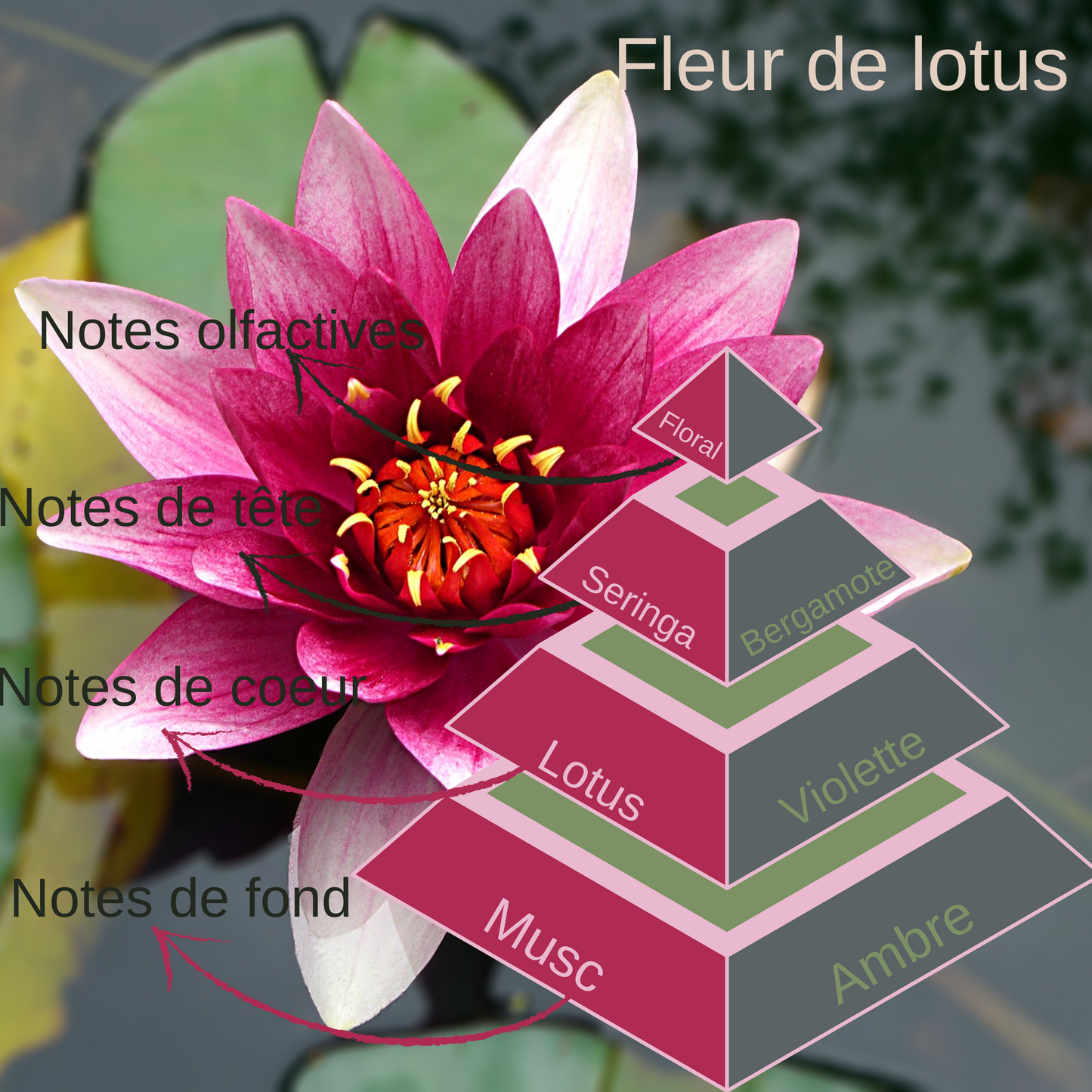 Fondant Clamshell Fleur de Lotus