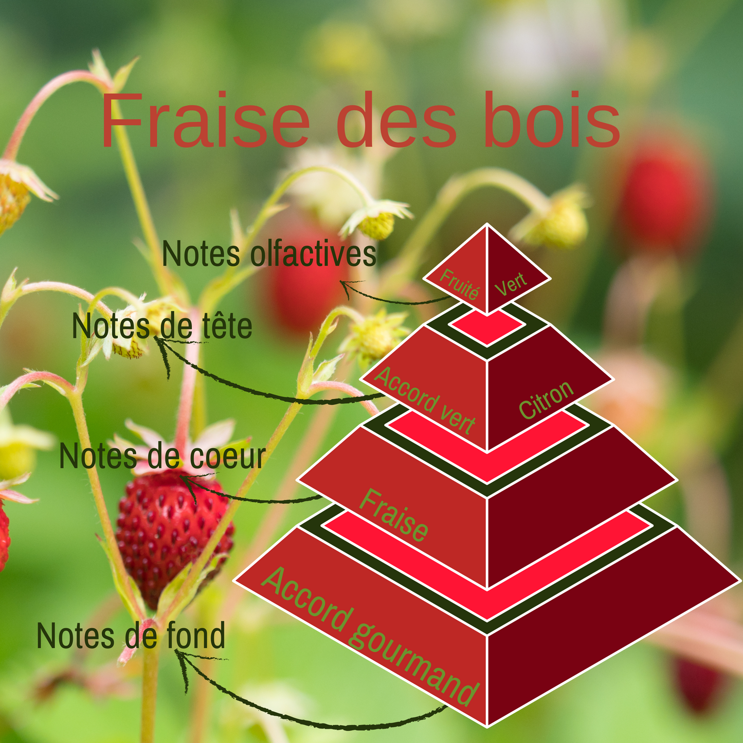 Pyramide olfactive de la bougie parfumée Fraise des bois.