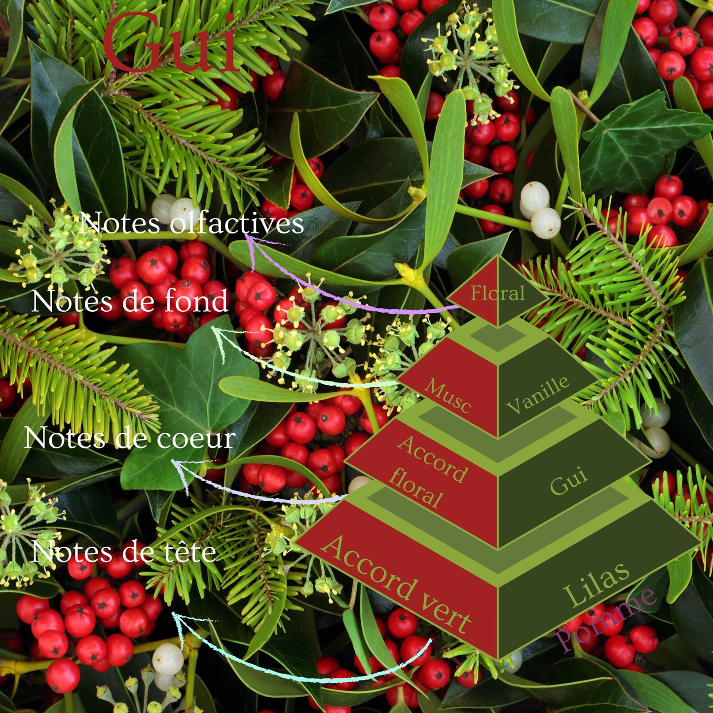 Pyramide olfactive de la bougie parfumée Gui.