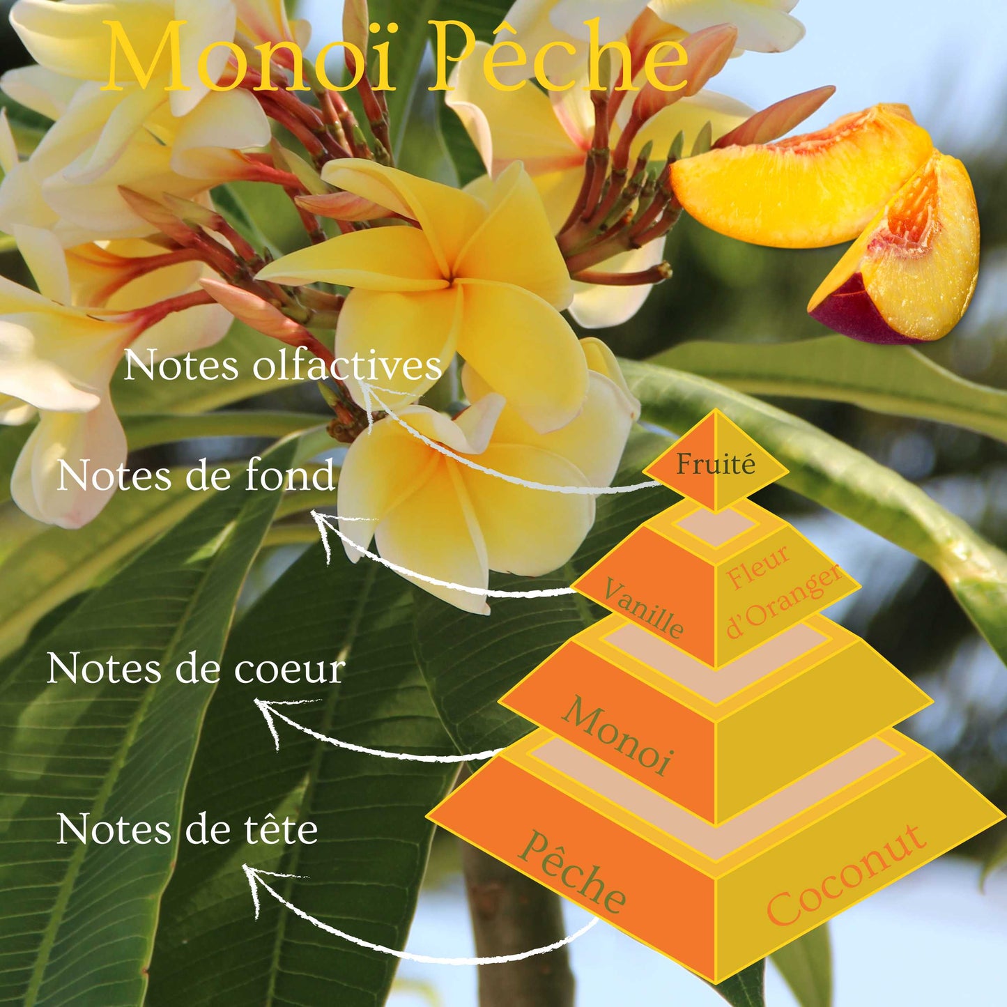 Pyramide olfactive de la bougie parfumée Monoï Pêche.