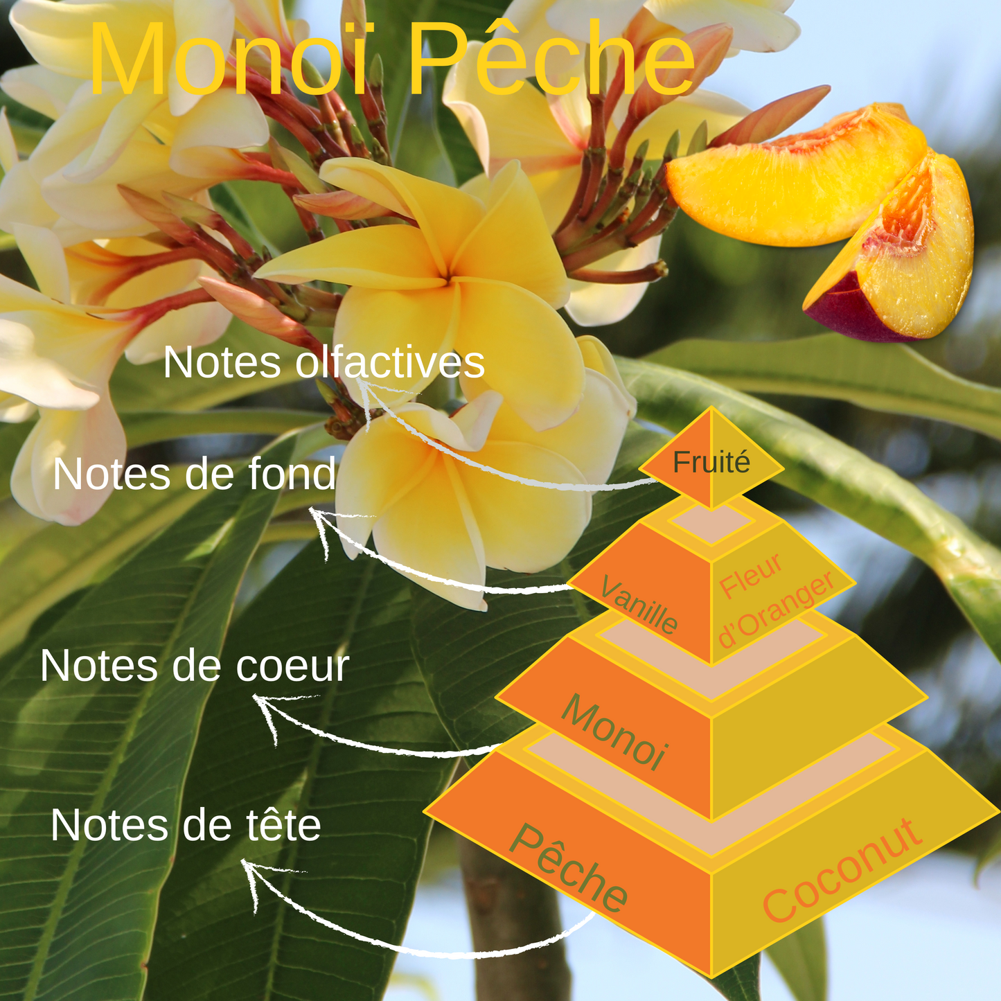 Pyramide olfactive du fondant clamshell Monoï Pêche.