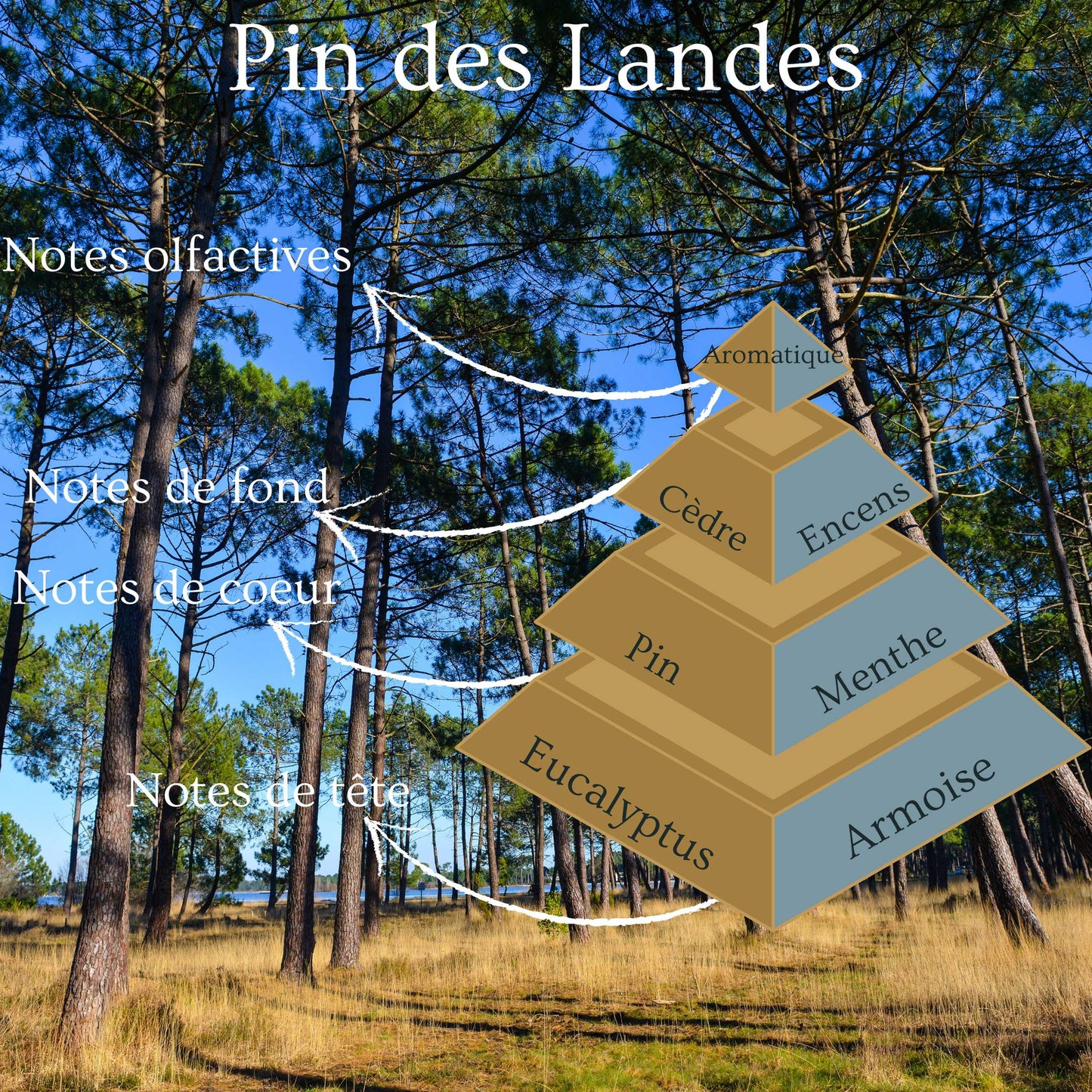 Pyramide olfactive de la bougie parfumée Pin des Landes.
