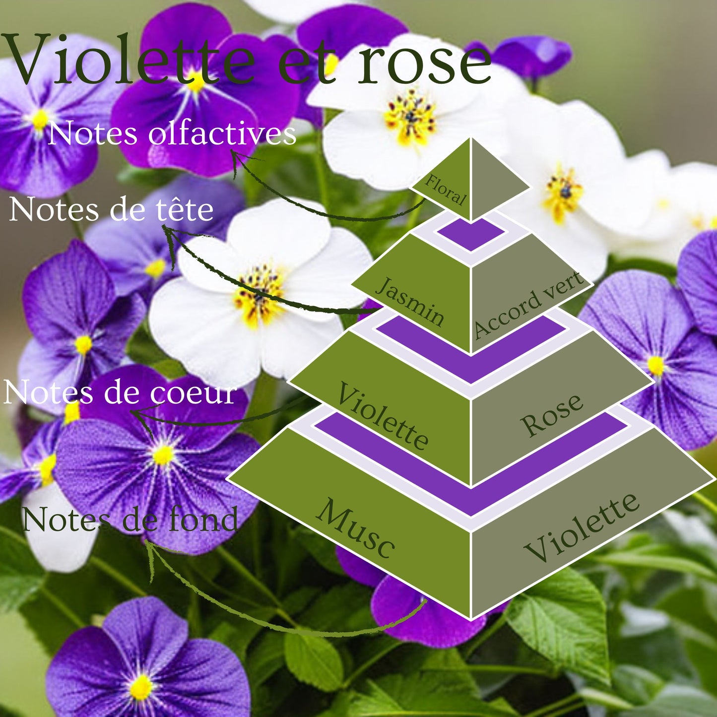 Pyramide olfactive de la bougie parfumée Violette et rose.