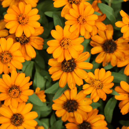 Je t'aime, tu m'aimes, on sème