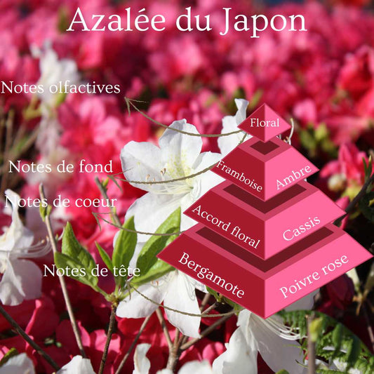 Bougie 330gr - Azalée du Japon