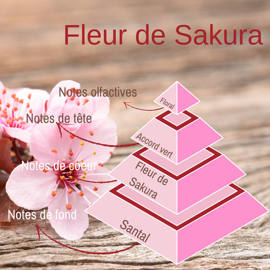 Pyramide olfactive du fondant parfumé Fleur de Sakura.