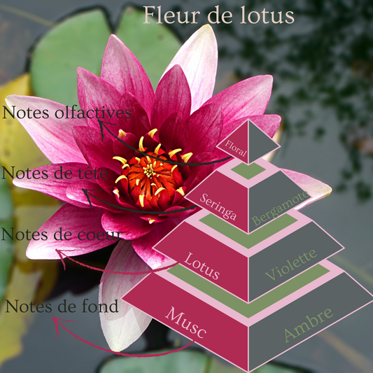 Pyramide olfactive du fondant parfumé Fleur de Lotus.