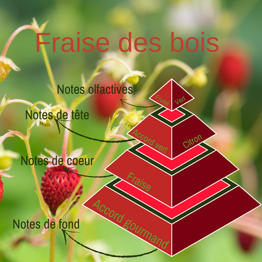 Pyramide olfactive du fondant parfum Fraise des bois. 