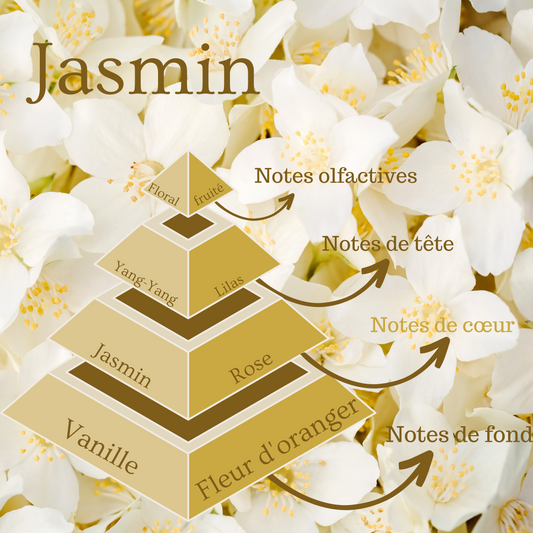 Pyramide olfactive du fondant parfumé Jasmin.