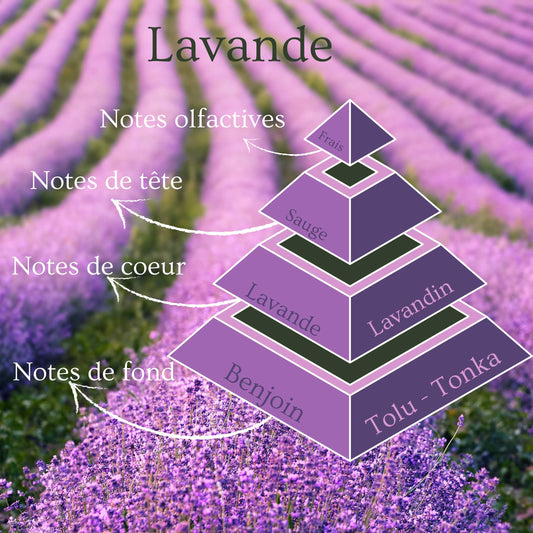 Pyramide olfactive de la bougie parfumée Lavande.