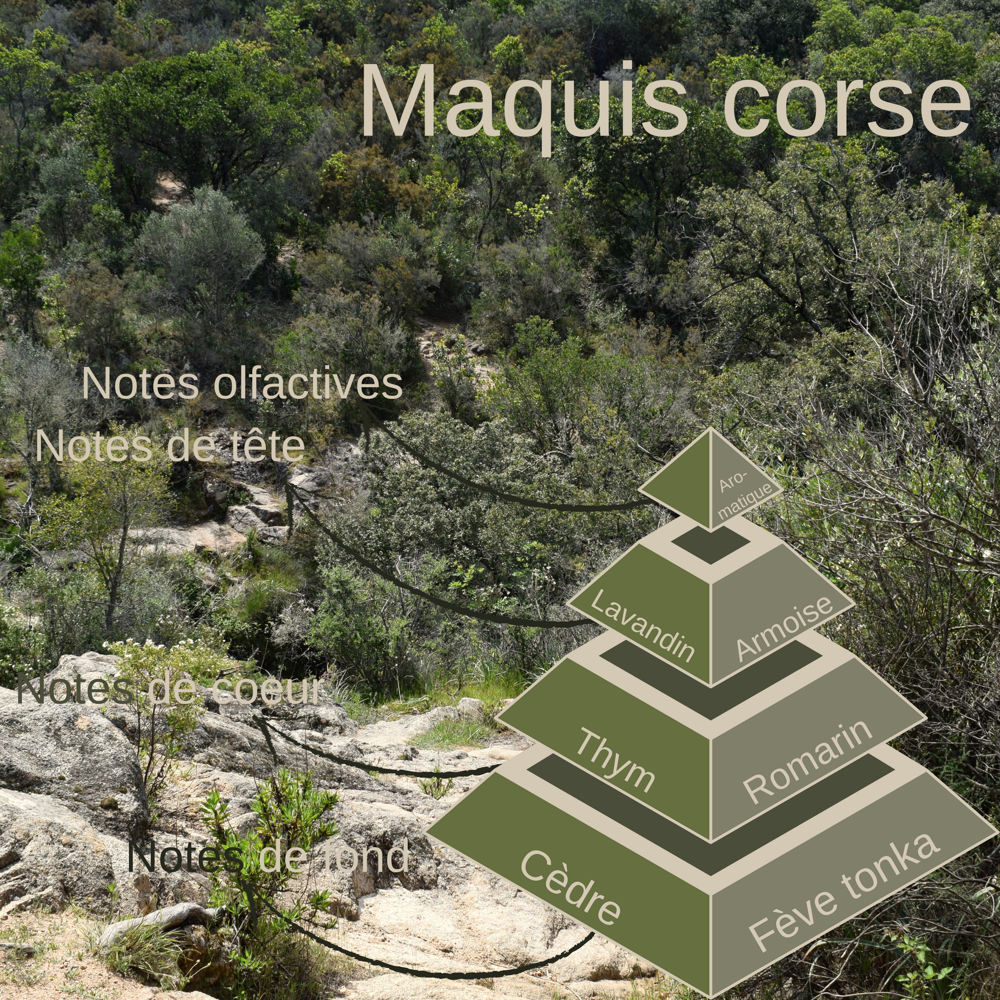 Pyramide olfactive du fondant parfumé Maquis Corse