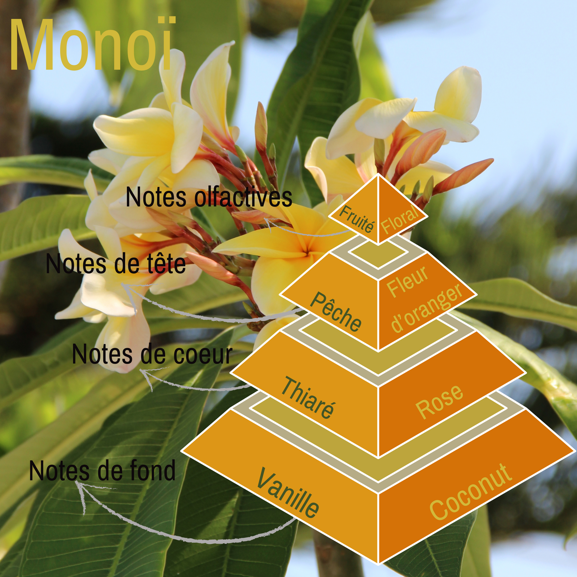 Pyramide olfactive de la bougie parfumée Monoï.