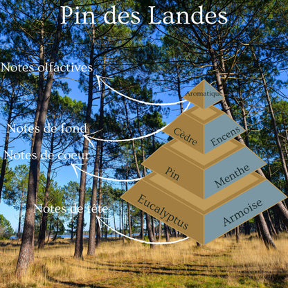 Bougie Pin des Landes