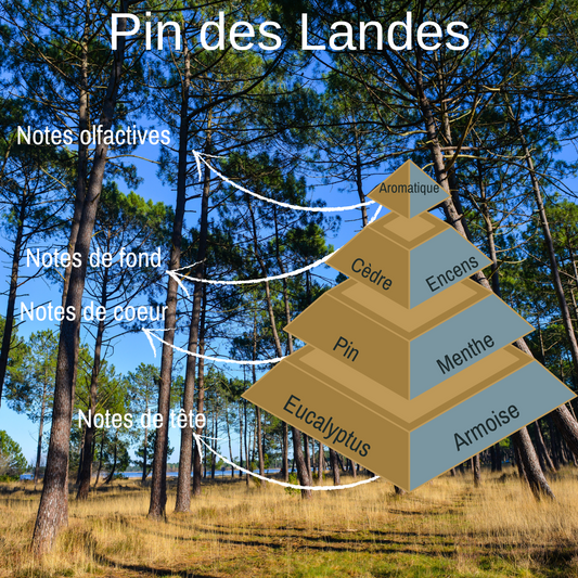 Pyramide olfactive du fondant crémeux parfumée Balade en forêt.