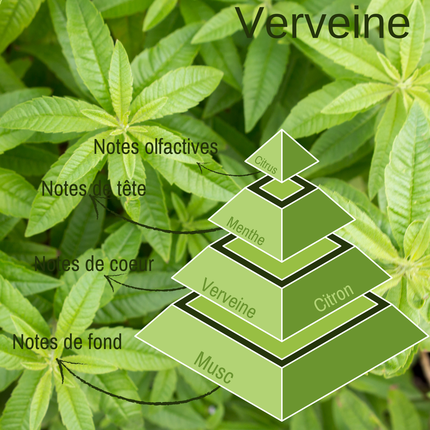 Pyramide olfactive de la bougie parfumée Verveine.